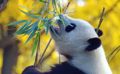 Panda jede lišće bambusa